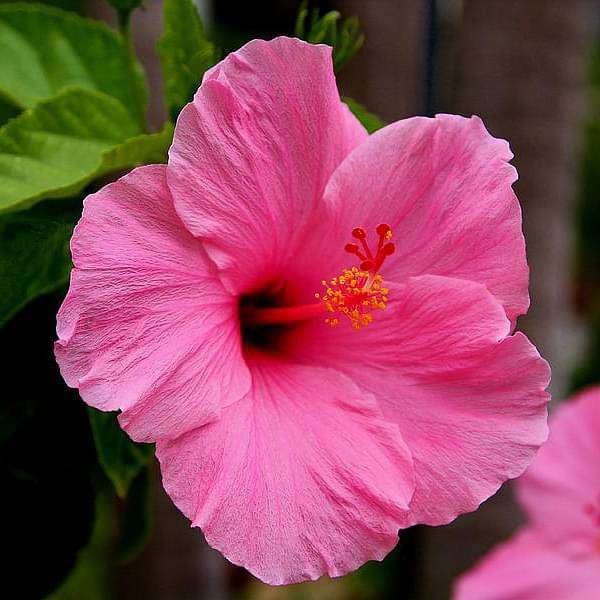 Pink Hibiscus